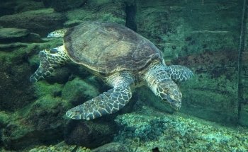 National Aquarium of New Zealand