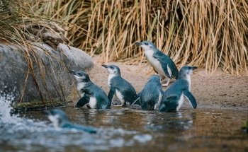 National Aquarium of New Zealand