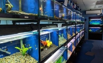 Hollywood Fish Farm Mt Roskill