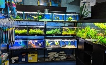 Hollywood Fish Farm Mt Roskill