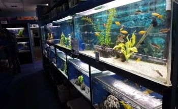 Hollywood Fish Farm Mt Roskill