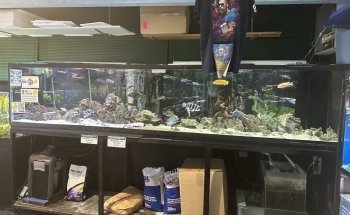 Hollywood Fish Farm Mt Roskill