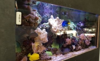 Hollywood Fish Farm Mt Roskill