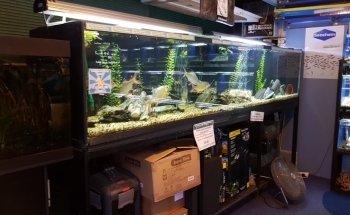 Hollywood Fish Farm Mt Roskill