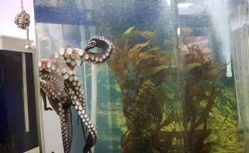 Island Bay Marine Education Centre-Bait House Aquarium