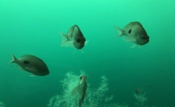 Milford Sound Underwater Observatory - Southern Discoveries
