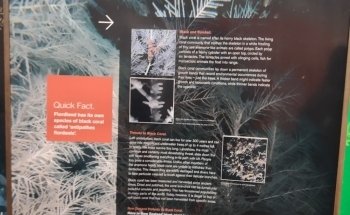 Milford Sound Underwater Observatory - Southern Discoveries