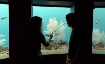 Milford Sound Underwater Observatory - Southern Discoveries