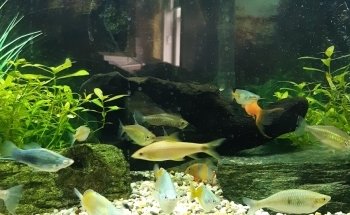 DemitryFish