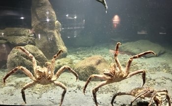 Atlantic Sea-Park
