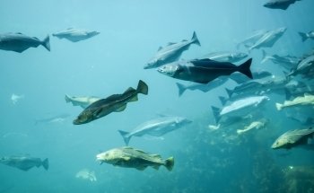 Atlantic Sea-Park