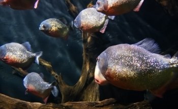 Akvariet i Bergen - The National Aquarium