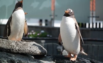 Akvariet i Bergen - The National Aquarium