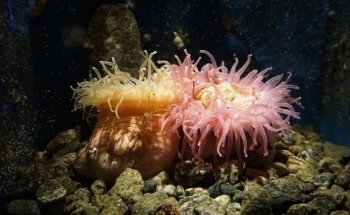 Lofotakvariet - The Lofoten Aquarium