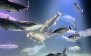 Lofotakvariet - The Lofoten Aquarium