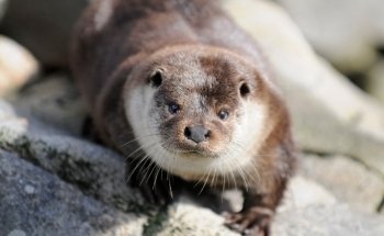 The Lofoten Aquarium