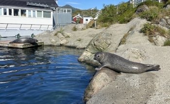 Lofotakvariet - The Lofoten Aquarium