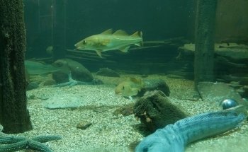 Stiftelsen Risør Akvarium