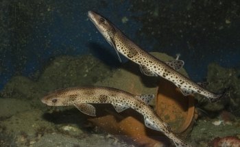 Stiftelsen Risør Akvarium