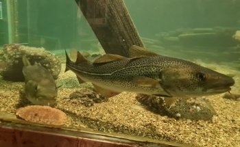 Stiftelsen Risør Akvarium