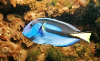 Stiftelsen Risør Akvarium