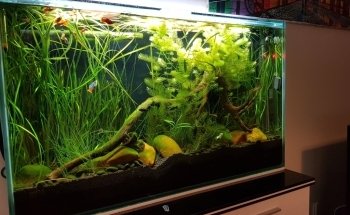 Acuarios de Mary-Anne - Constructor de Acuarios Personalizados