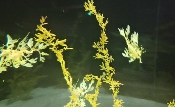 Oceanário de Lisboa