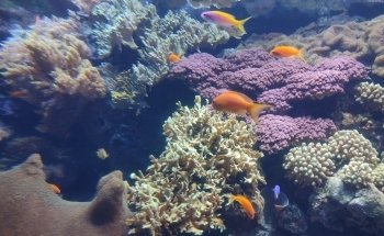 Oceanário de Lisboa