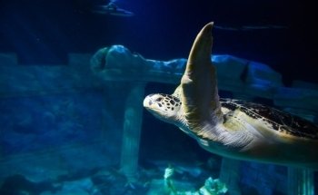 SEA LIFE Centre Porto