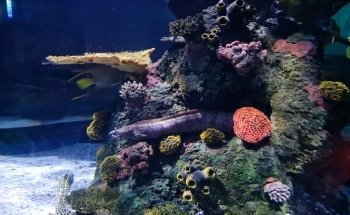 SEA LIFE Centre Porto
