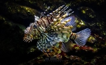 Vasco da Gama Aquarium
