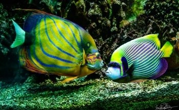 Vasco da Gama Aquarium