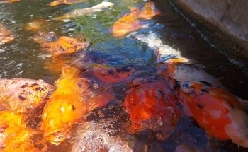 Vasco da Gama Aquarium