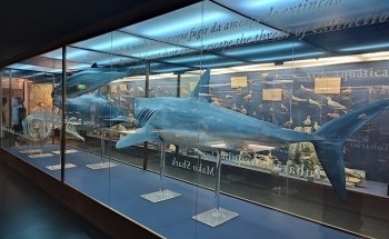 Vasco da Gama Aquarium