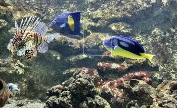 Vasco da Gama Aquarium