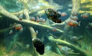 Vasco da Gama Aquarium