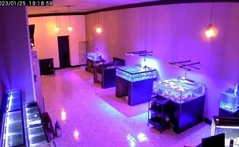 The Fish Shop