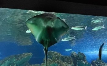 Oceanus