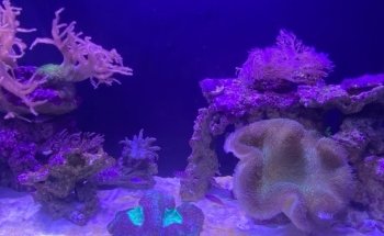 Oceanus