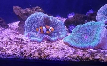 Oceanus