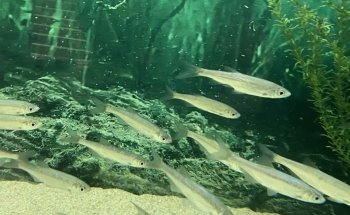 Fluviário de Constância