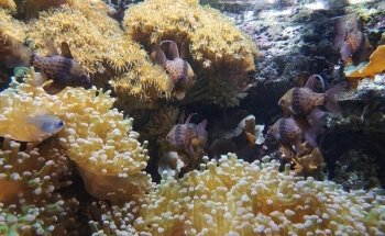 Acuario do Grove