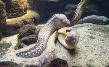 Acuario do Grove