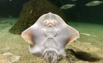 Acuario do Grove