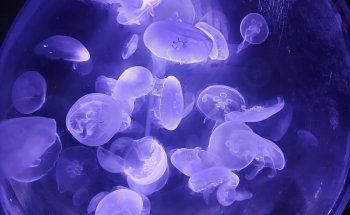 Acuario do Grove