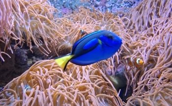 Acuario do Grove