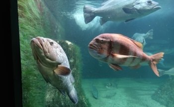 Acuario do Grove