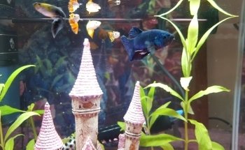 El Veterinario de Peces