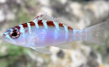 W2R Window to the Reef