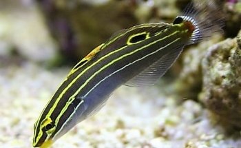 W2R Window to the Reef